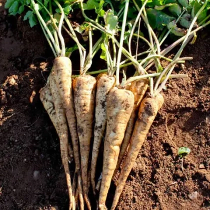 Пастернак "О, Батат", 500 г (цена указана за 500г, вес может отличаться)