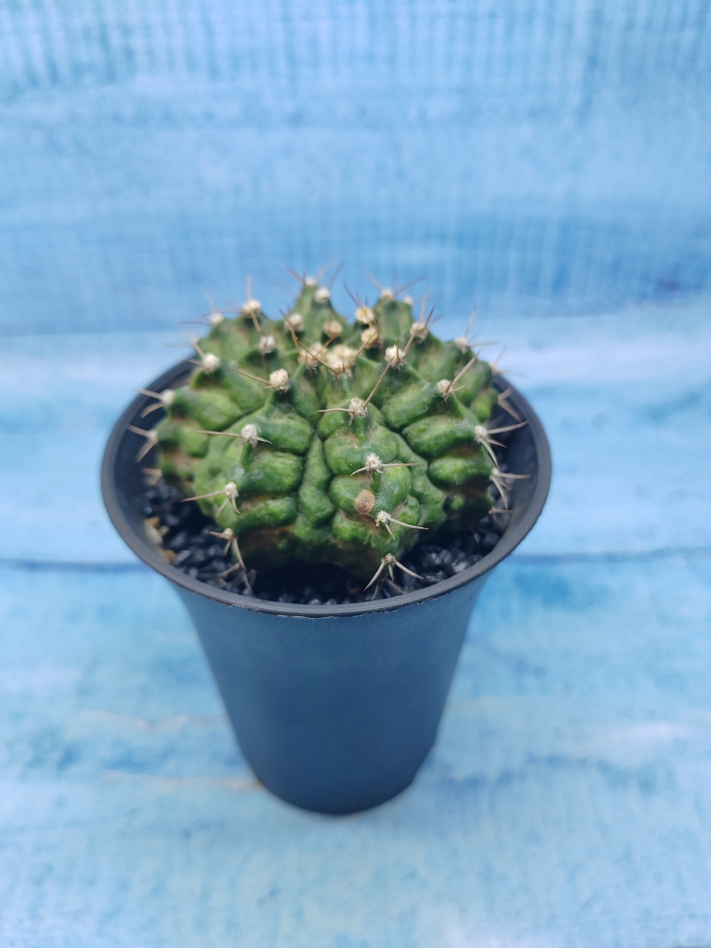 Gymnocalycium T-Rex Pink hybride (Гимнокалициум T-rex)