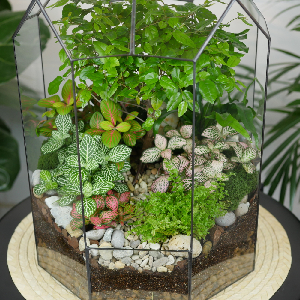 Флорариум Ботанический сад с бонсай XL