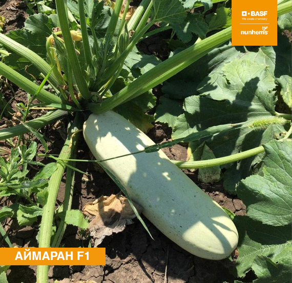 АЙМАРАН F1 семена кабачка Nunhems купить – фото 2
