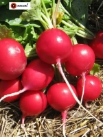 Редис Сакса семена 11гр (около 1100шт)