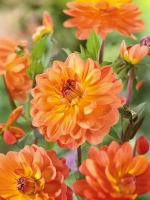 Георгин декоративный Грейслэнд