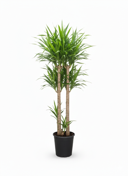 Драцена Reflexa д.18