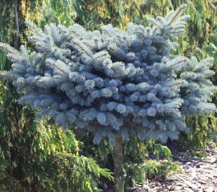 Ель колючая Глаука Глобоза С90 Ра 60