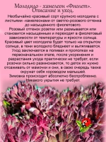 Молодило хамелеон Фиолет