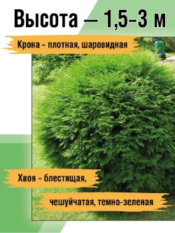 Туя саженец западная Вудварди хвойные деревья