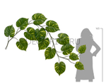 Потос Giant лиана дл-240 см 15 листов (Sensitive Botanic) 6/24 20.092235GY
