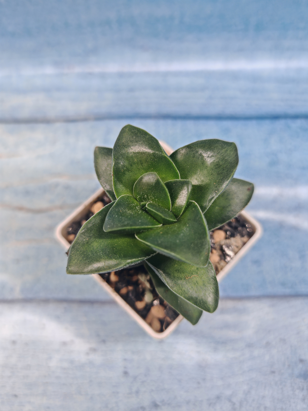 Crassula Springtime (Крассула)