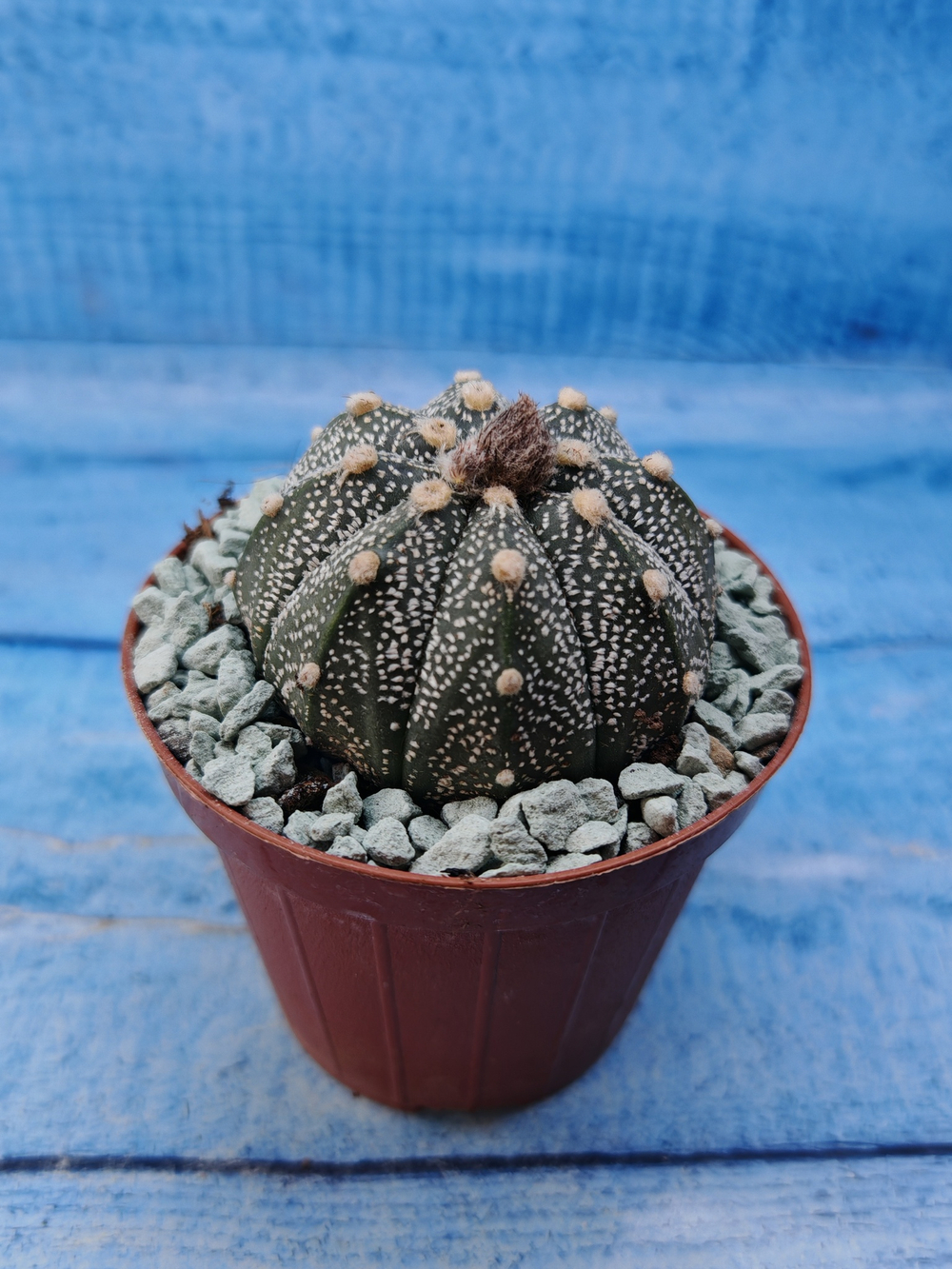 Astrophytum Asterias "Super Kabuto" (Астрофитум)