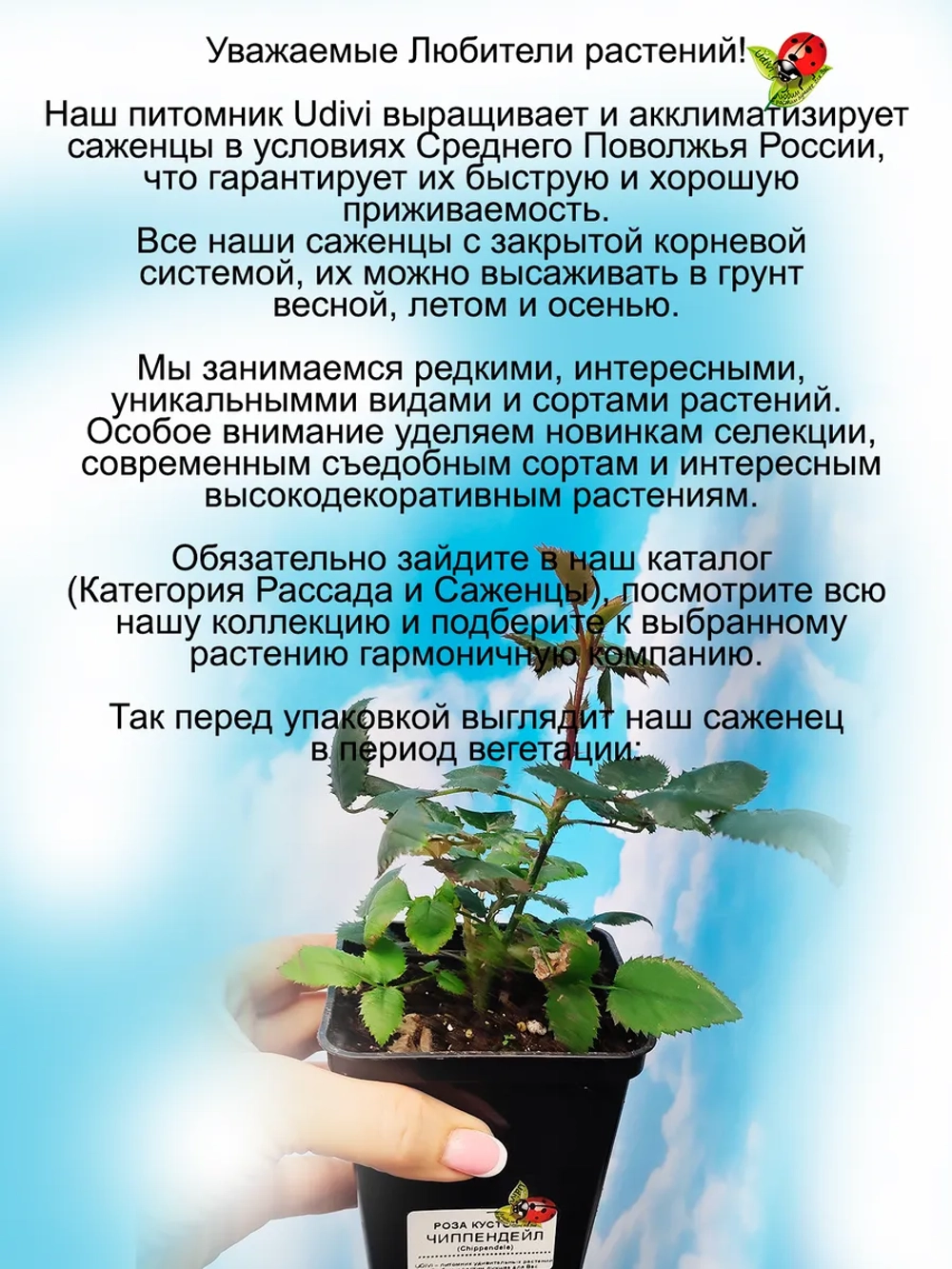 Роза Чип энд Дейл