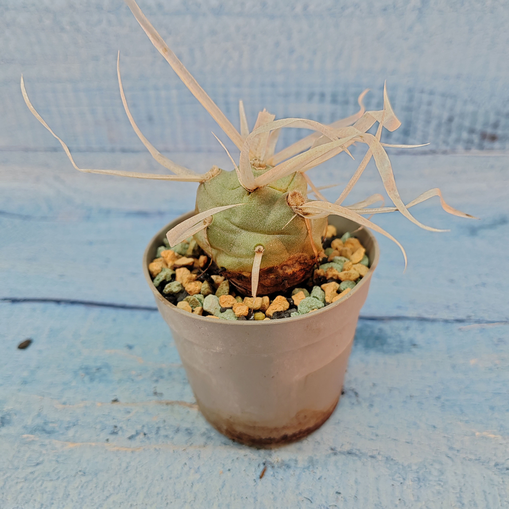 Tephrocactus Articulatus Papyracanthus (Тефрокактус)