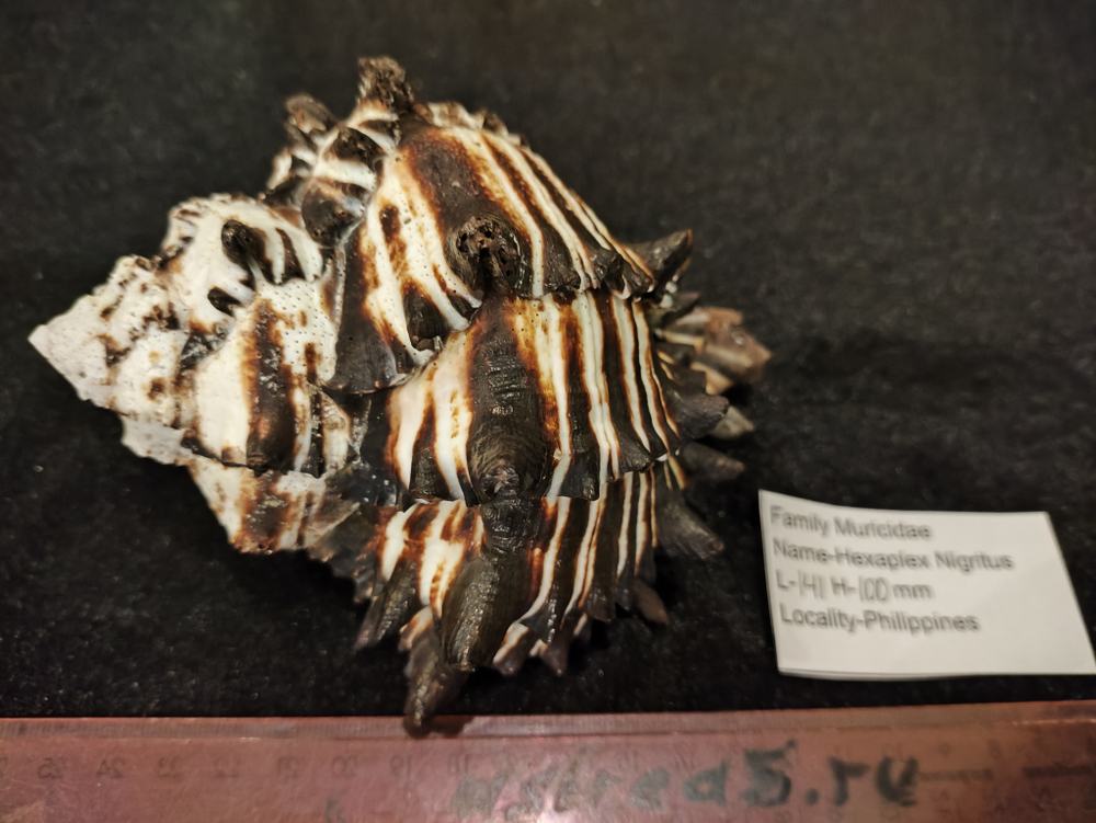 Мурекс Нигритус "110-155мм"