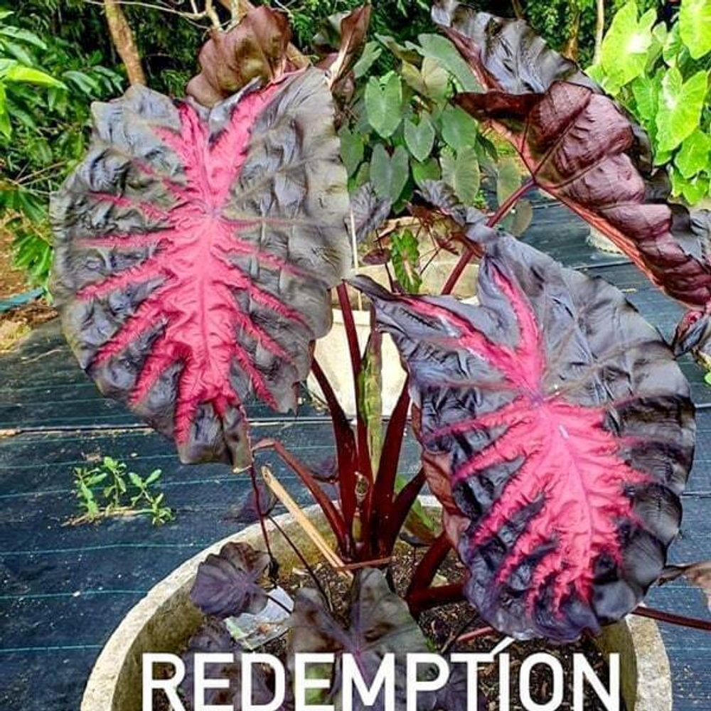 Колоказия REDEMPTION