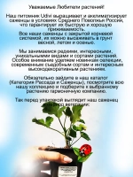 Пеларгония Розебуд Ред розебудная