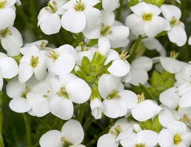 Многолетние растения весна 2026