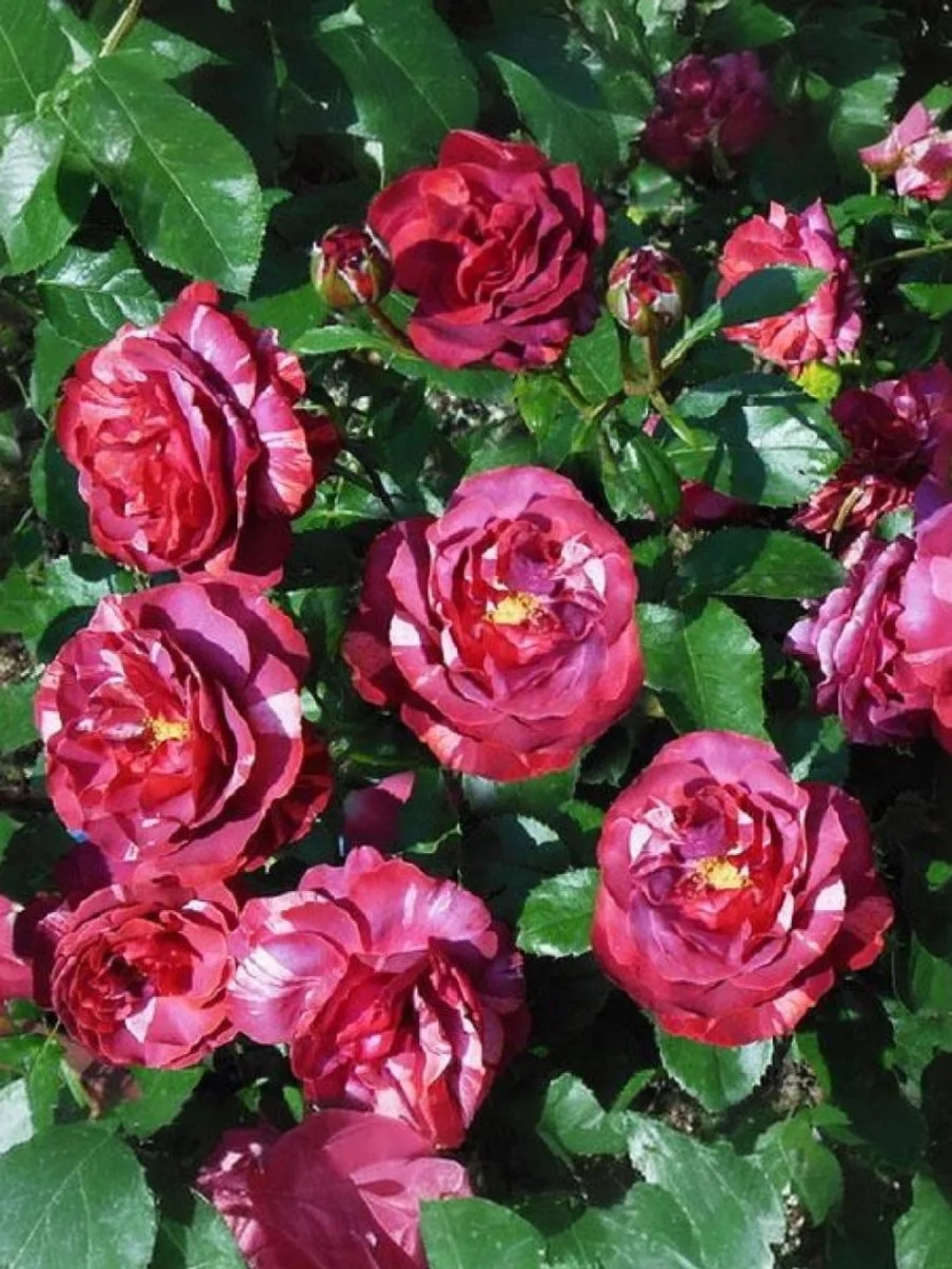 Роза плетистая Брауни