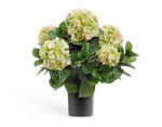 Гортензия куст большой кремово-зелёный 55 см в горшке 6/6 20.6252GR/CR