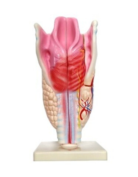 Модель Гортани