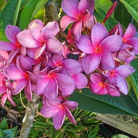 Плюмерия ANCHAN