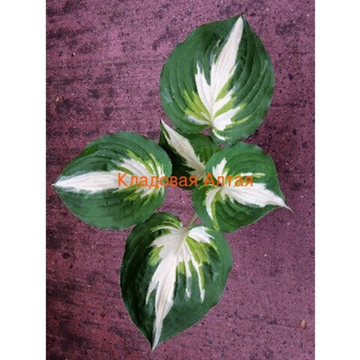 Хоста Кристмас Айленд