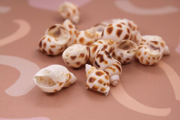 Бусина ракушка 25х15 мм