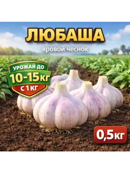 Чеснок яровой Любаша