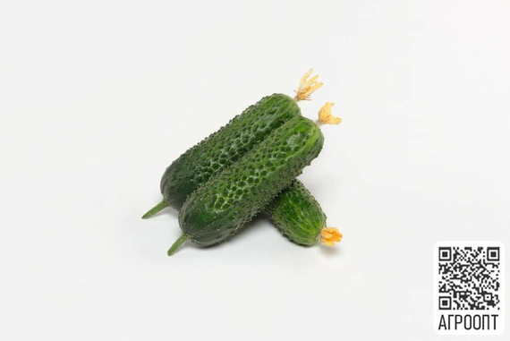 Анзор F1 семена огурца партенокарпического (Bejo / Бейо) продукт – фото 2