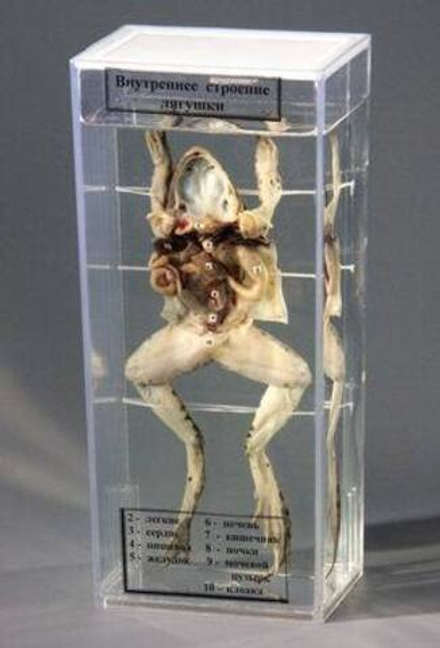 Влажный препарат "Внутреннее строение лягушки"