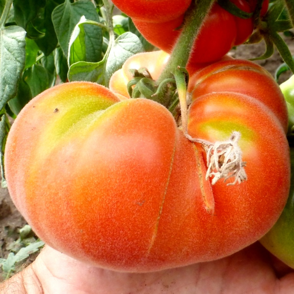 Помидоры Абрикос