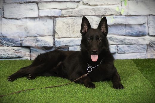 Туадаш ГРЕЯ 04.01.2025 д.р. - подробнее...