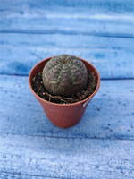 Euphorbia Obesa (Эуфорбия)