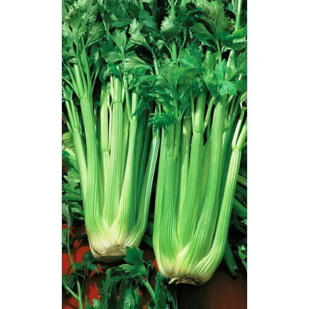 Семена Сельдерей Бодрый день - листовой (УД) Е/П