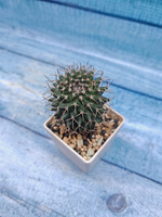 Mammillaria Hildagensis (Маммилярия)