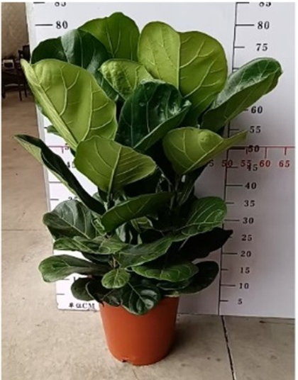 Фикус Fiddle Leaf Fig д.27