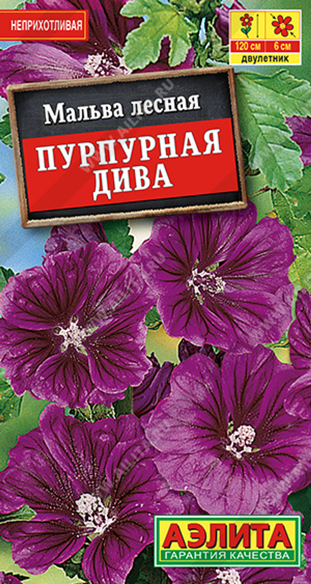 Мальва Пурпурная дива Аэлита