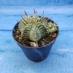 Euphorbia meloformis f. Variegated (Эуфорбия вариегатная)