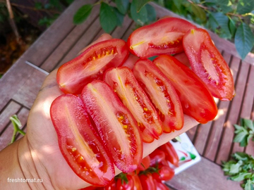 Фляшентомат (Flaschentomaten) сорт томата