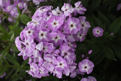 Флокс метельчатый Олимпус / Olympus