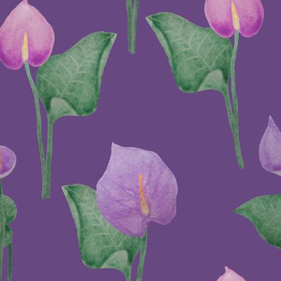 Антуриумы на фиолетовом фоне