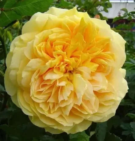 Роза шраб Голден Зест (Golden Zest) р