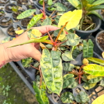 Филодендрон BILLIETIAE VAR клонированный