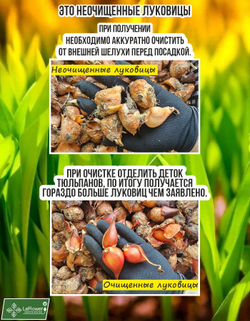 Тюльпан Луковица, Микс сортов 5 шт, неочищенные