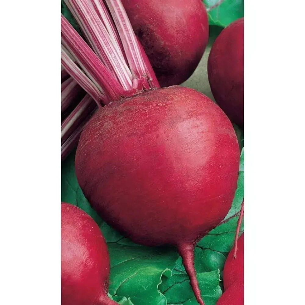 Семена Свекла Бордо 237 (Марс) Б/П