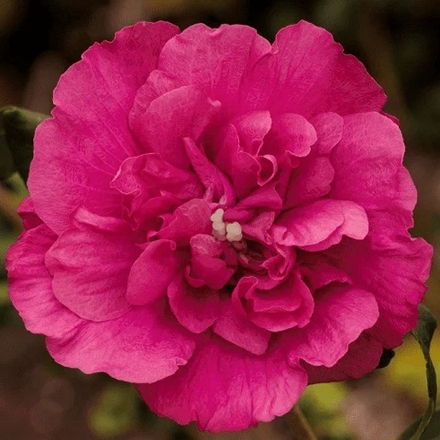 Гибискус сирийский Маджента Шифон