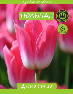 Тюльпан Луковица, Династия  6шт