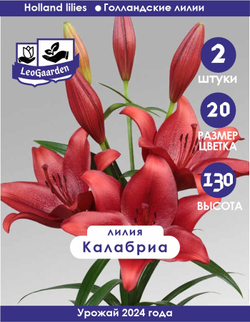 Лилия Луковица, Калабриа, ЛА-гибрид, 2 шт