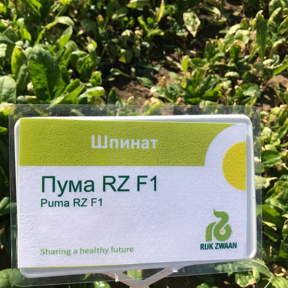 ПУМА F1 семена шпината (Rijk Zwaan | Alexagro)