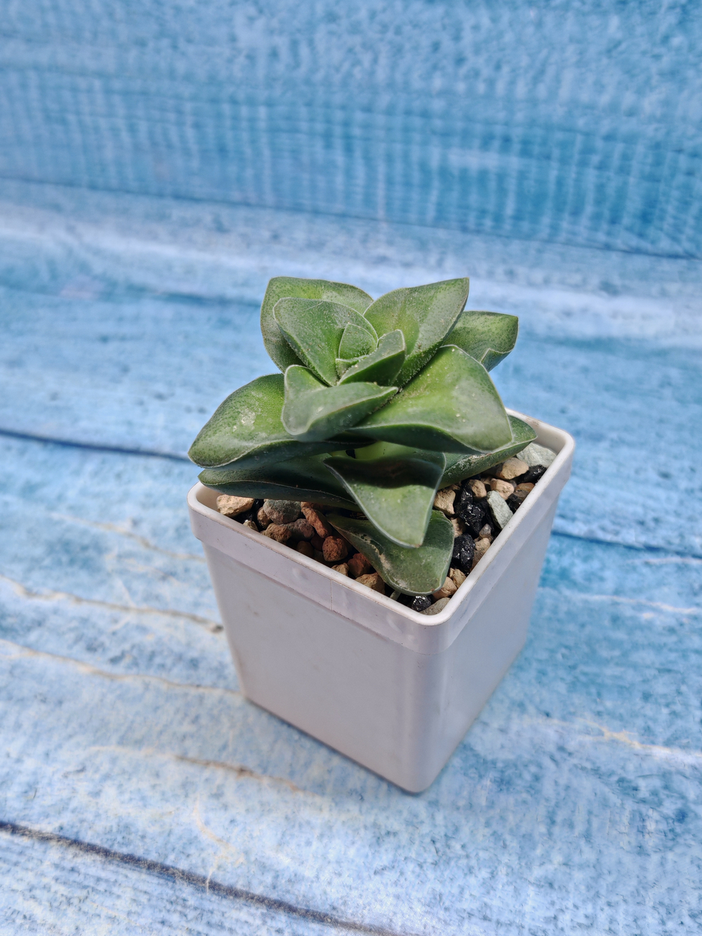 Crassula Springtime (Крассула)