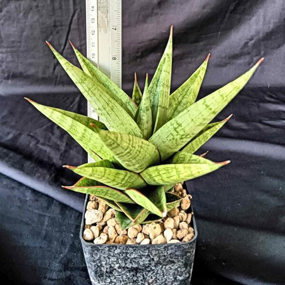 Сансевиерия APOLLO