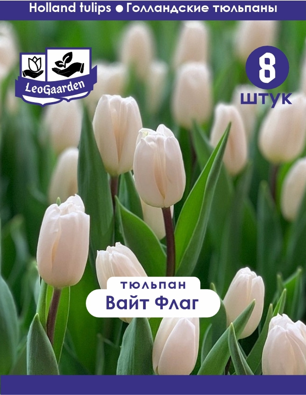 Тюльпан Луковица, Вайт Флаг, 8 шт